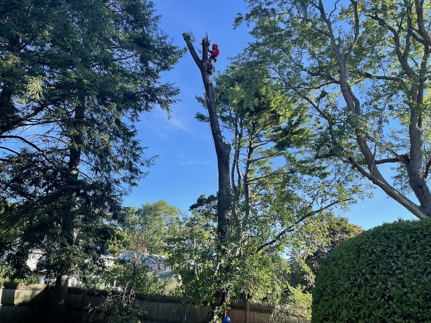 New East Tree Services bucket truck on a removal, North Shore MA