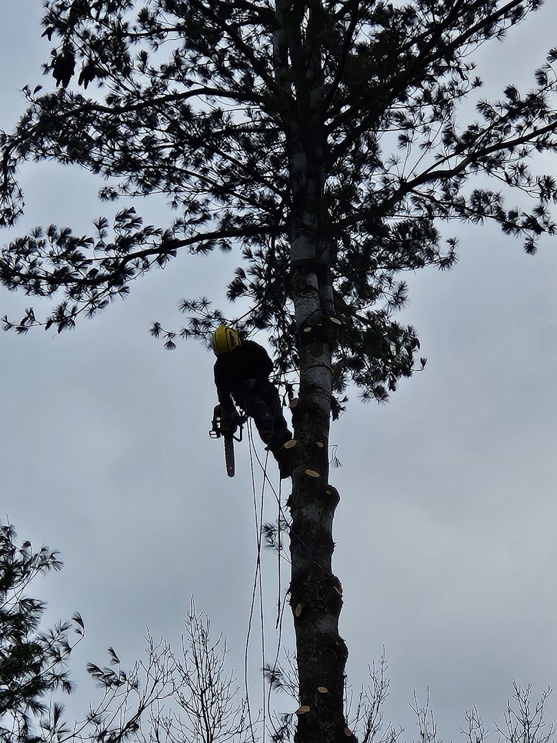 Climber roped high in a tall tree, North Shore MA