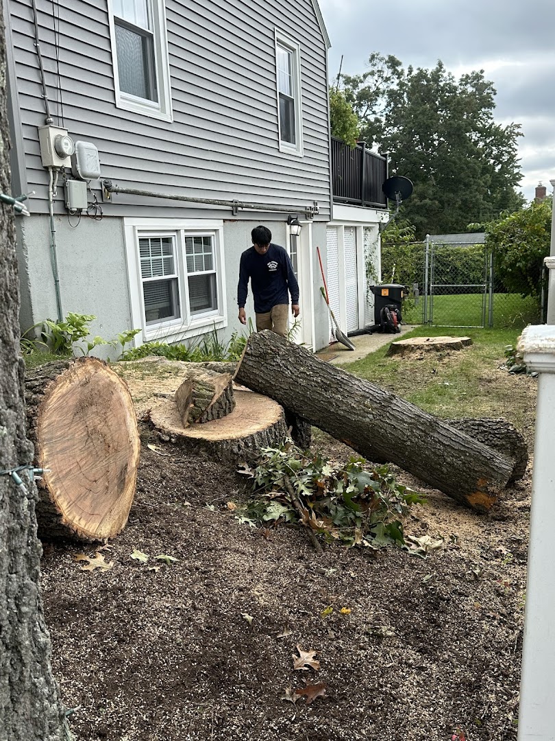 Felled log sections cut and staged for cleanup, North Shore MA