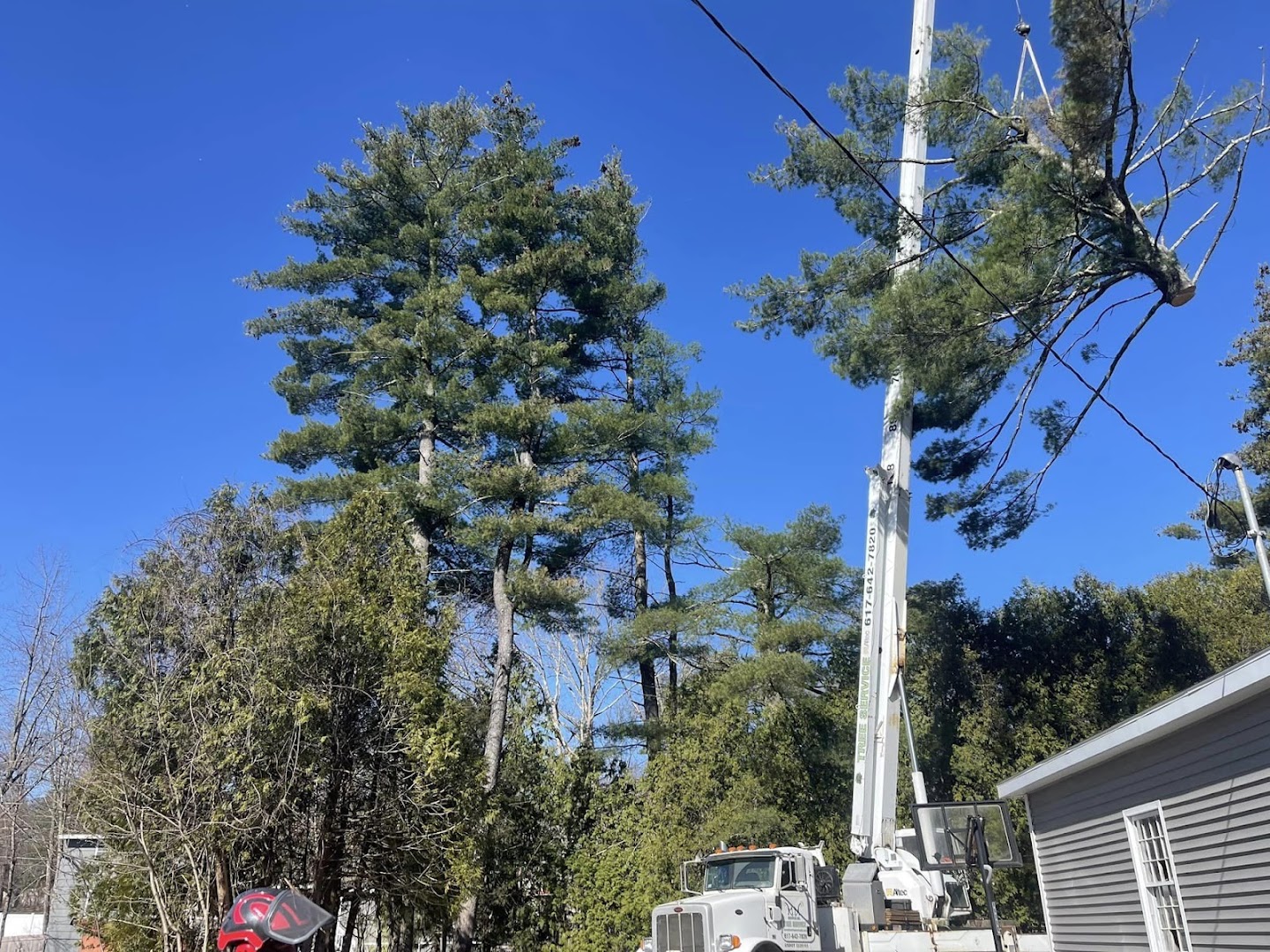 New East bucket truck removing a tall tree, North Shore MA