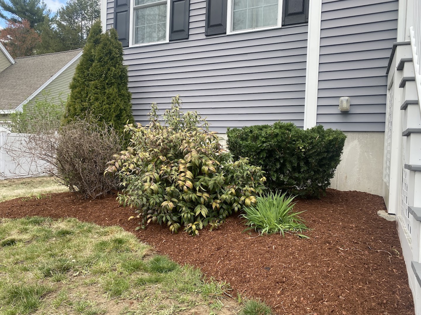 Landscaped bed with fresh shrubs, North Shore MA