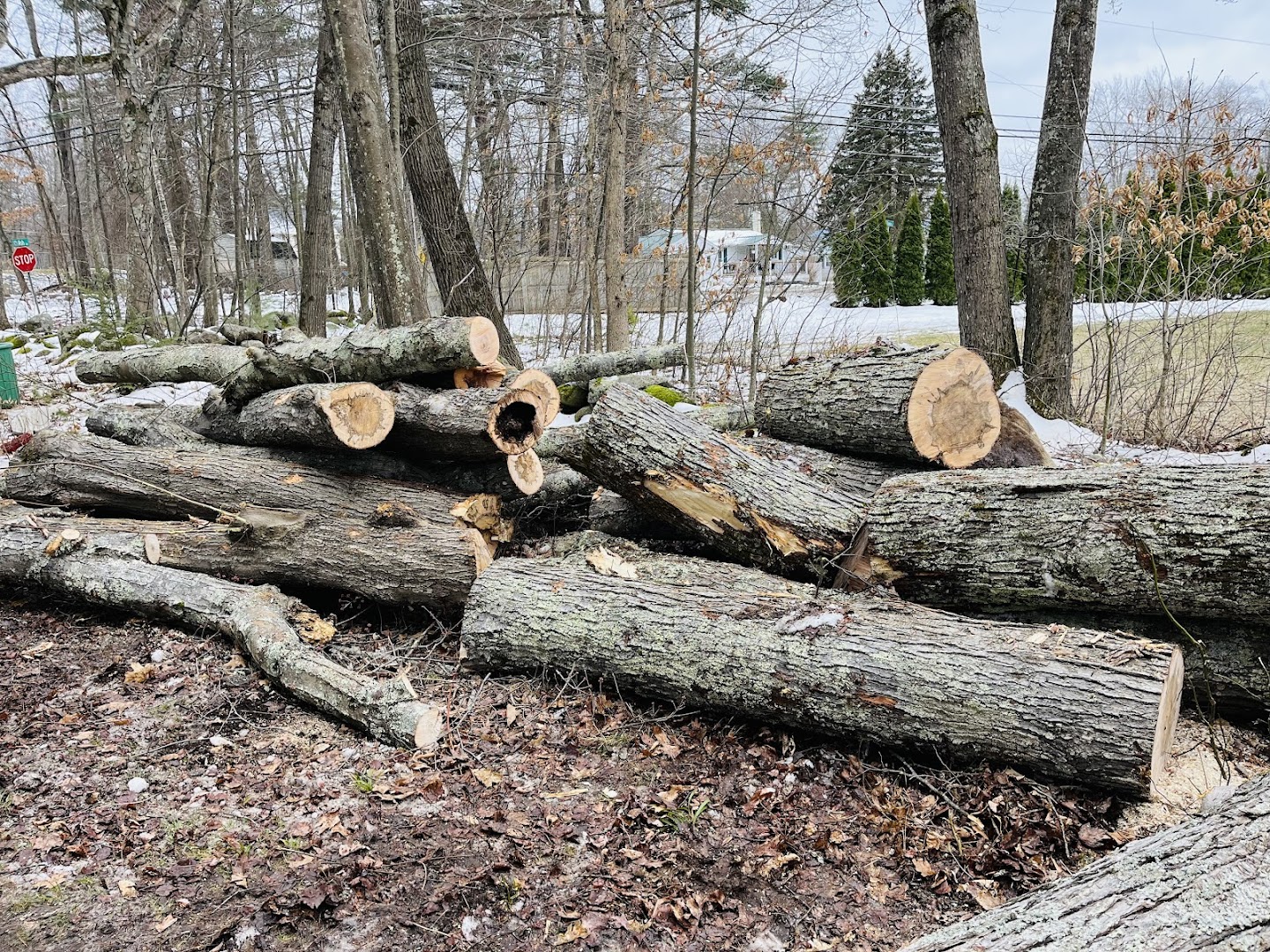 Stacked logs after a tree removal, North Shore MA