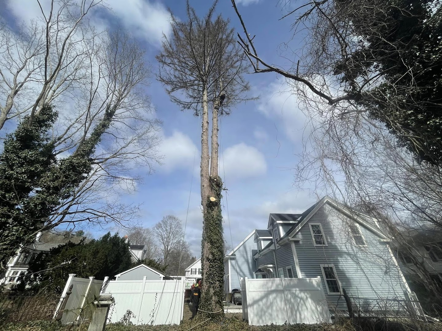 Tall pine tree being removed, North Shore MA