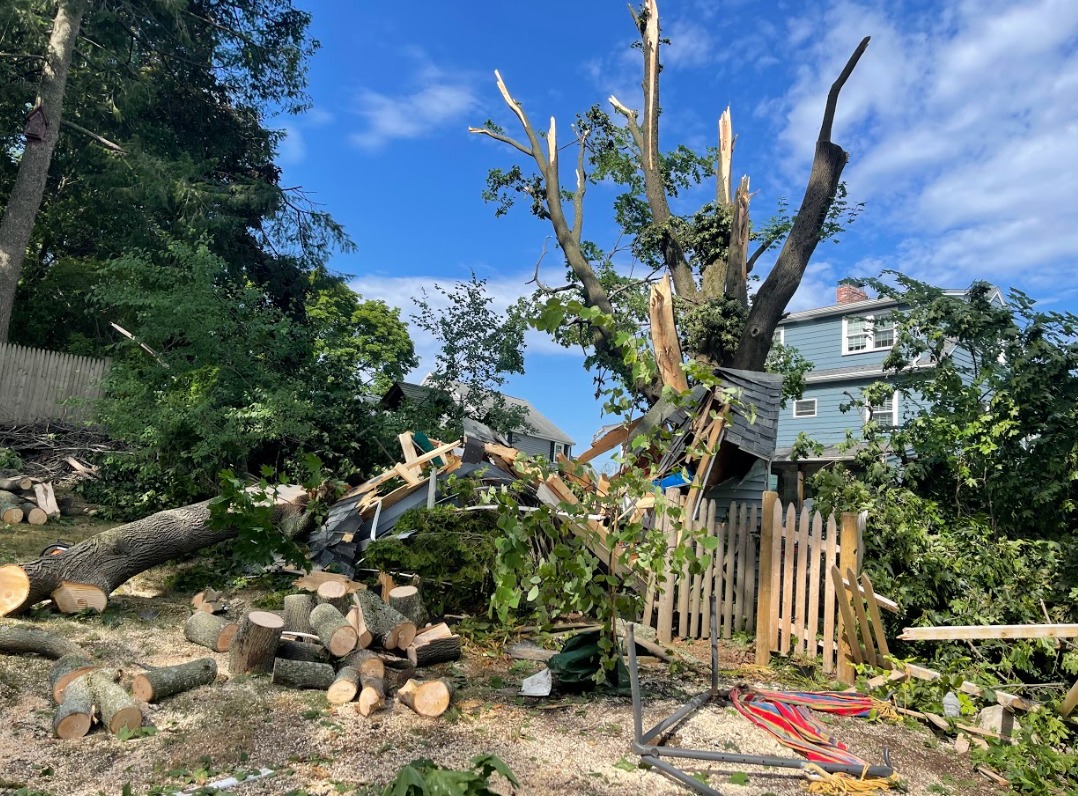 Large tree removal in progress with debris, Lynn MA